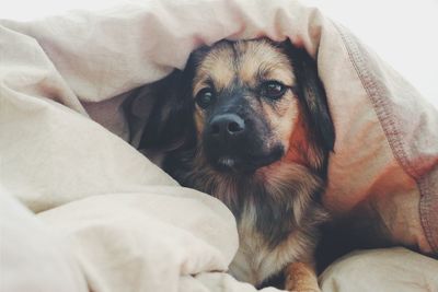 Close-up of dog relaxing on bed at home