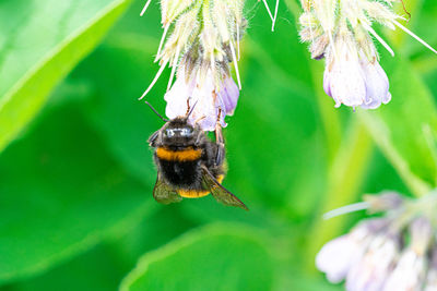Large yellow honey and black striped bee pollinating comfrey flowering purple plants. close up view