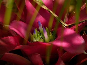 Close-up of pink flowers