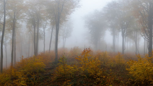 Trees in forest during autumn