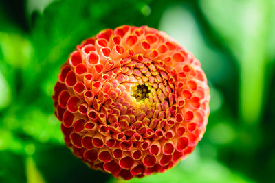 Close-up of strawberry on plant