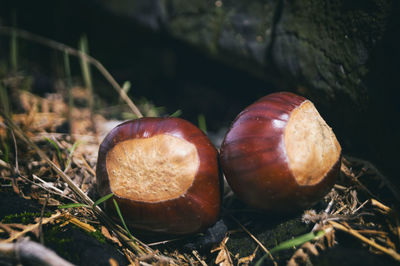 Close-up of hazelnuts on rocks