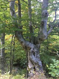 Trees on field in forest