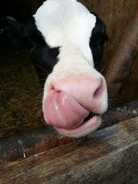 Close-up portrait of cow