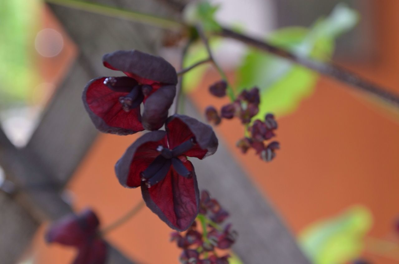 flower, focus on foreground, growth, close-up, branch, fragility, nature, freshness, plant, selective focus, petal, beauty in nature, leaf, day, red, stem, tree, outdoors, bud, twig