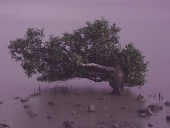 Tree by lake against sky during winter