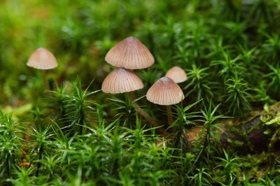 Close-up of mushroom growing in forest