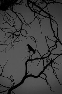 Low angle view of bare trees