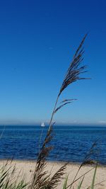 View of beach against blue sky