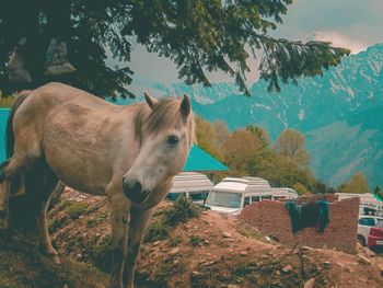 Horse in a field