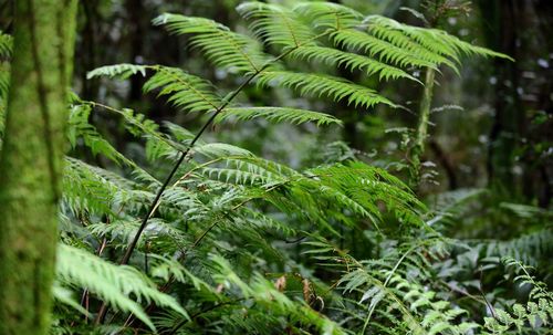 Close-up of fern in forest