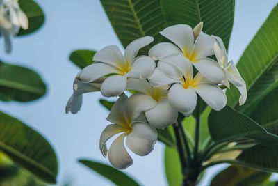 Close-up of white flowering plant