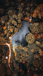 High angle view of water flowing through rocks in forest