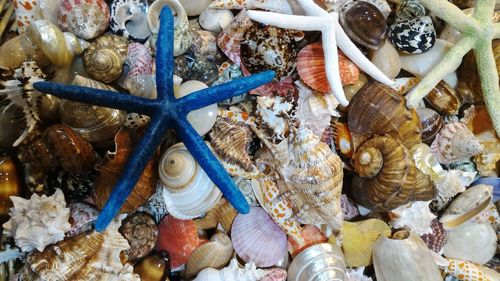 Full frame shot of various seashells and dead starfish for sale at market stall