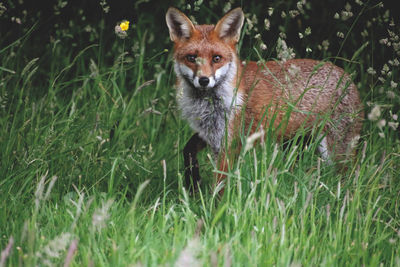 Wild fox in feild 