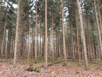 View of trees in forest