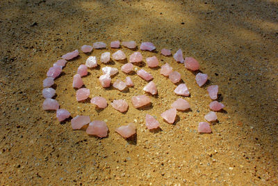 Close-up of seashells on sand