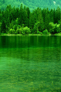 Scenic view of lake in forest
