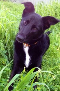 Dog standing on grassy field