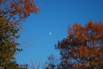 Low angle view of trees against clear blue sky