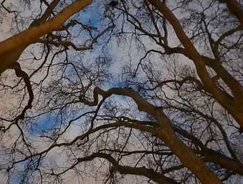 Low angle view of bare tree against sky