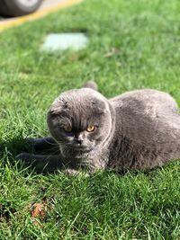 Portrait of cat on field