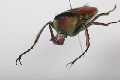 Close-up of insect over white background