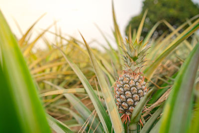 Close-up of fruit growing on field