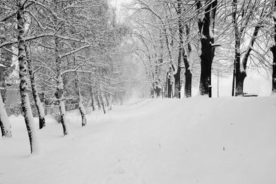 Bare trees on snow covered land