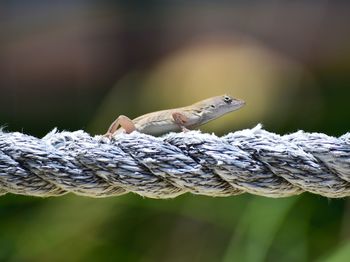 Close-up of lizard