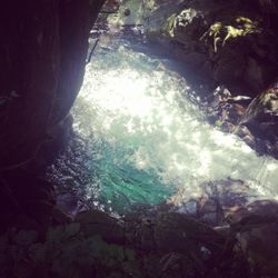 Reflection of trees in water