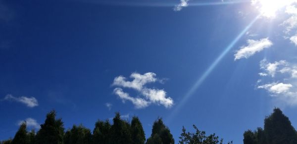 Low angle view of trees against blue sky