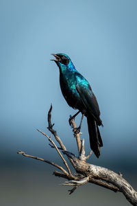 Fork-tailed drongo opens beak on dead branch