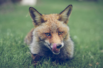 Red fox lying in the forest throtling with its tongue. wild animal in nature