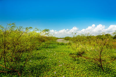 Scenic view of field against sky