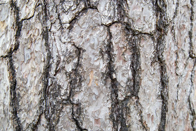 Close-up of tree trunk