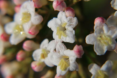 Close-up of flowers blooming outdoors