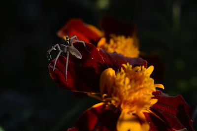 Close-up of red rose flower