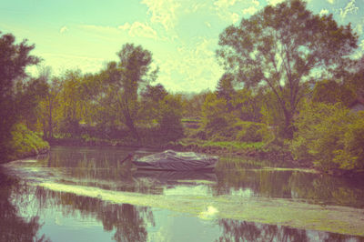Trees by lake in forest against sky