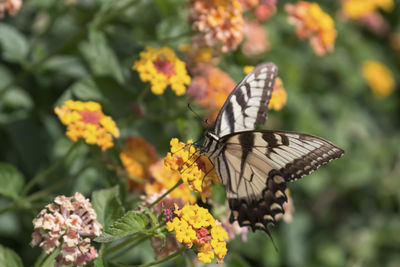 Close-up of butterfly pollinating on orange flower