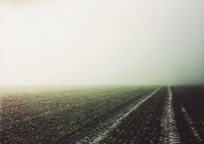 Trees in foggy weather