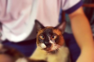 Close-up portrait of cat
