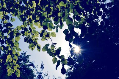 Low angle view of sunlight streaming through plants