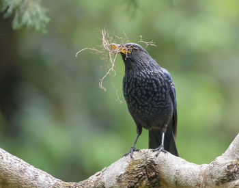 Close-up of bird perching on tree
