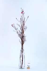 Close-up of flowers over white background