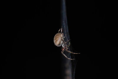 Close-up of spider on web against black background