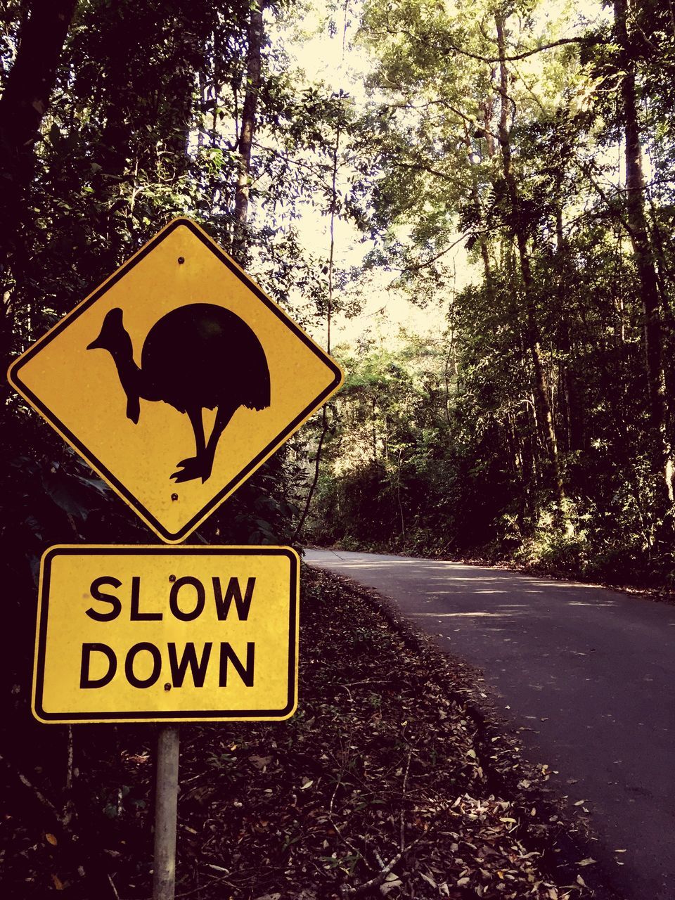 CLOSE-UP OF ROAD SIGN AGAINST TREE