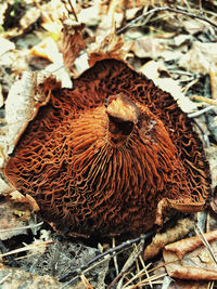 Close-up of a bird in nest