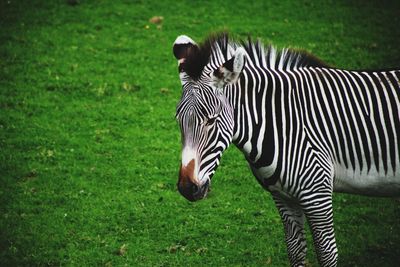 Zebras on a field