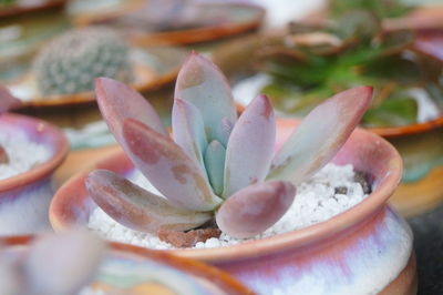 Close-up of succulent plant